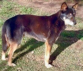 dingo