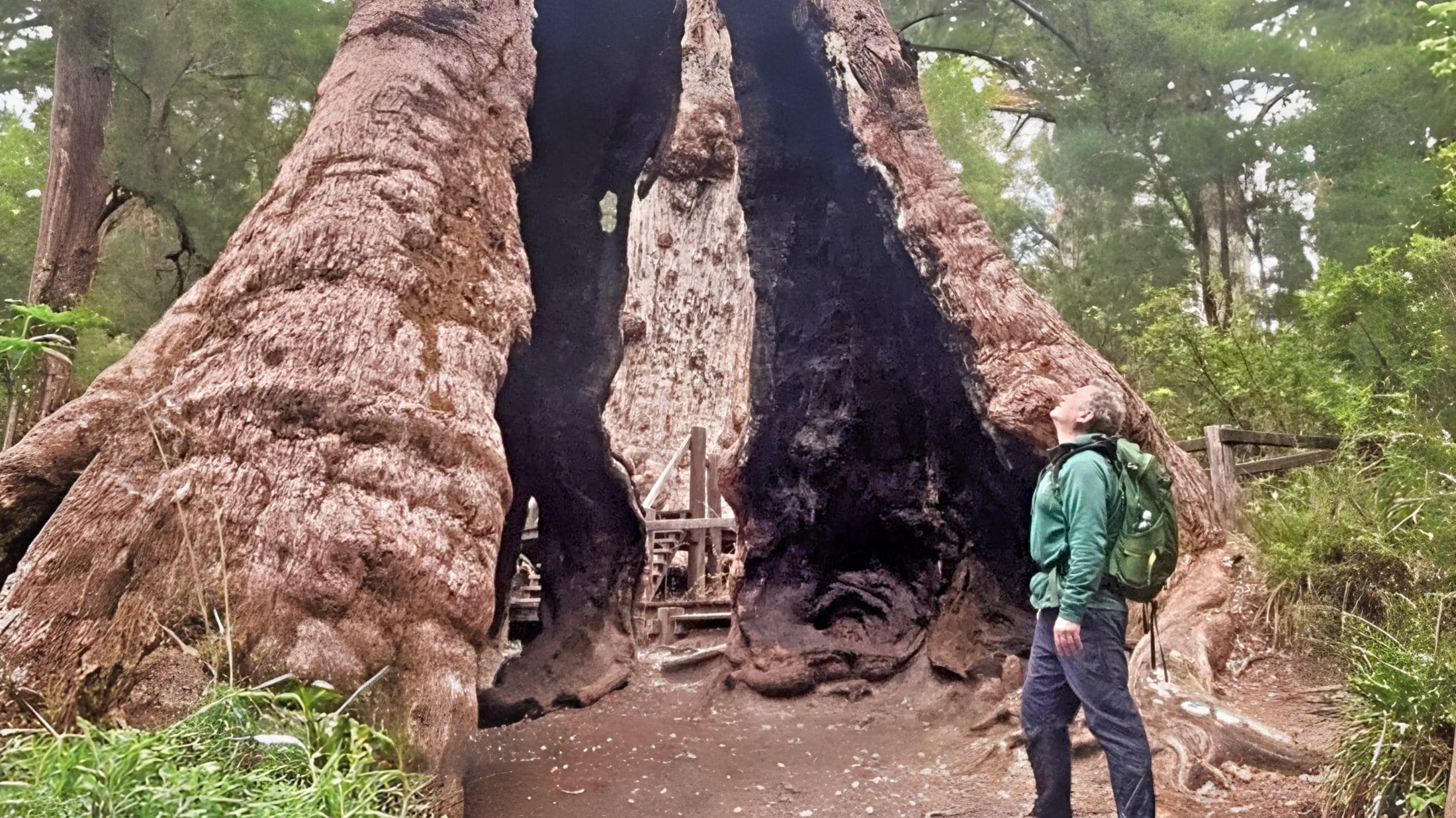 man looking up at giant tingle tree
