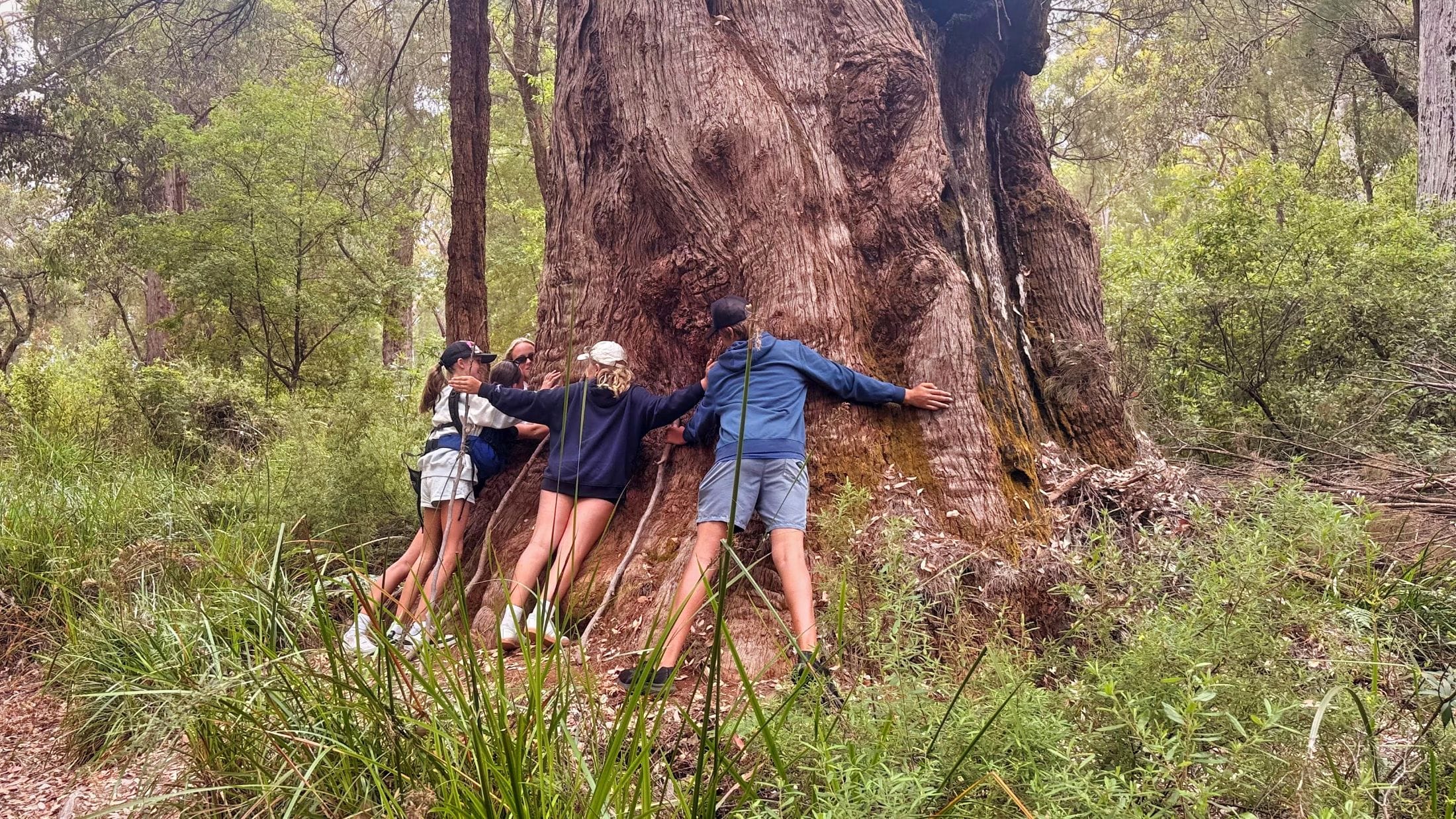 Four hikers stretching their arms around a giant tingle tree